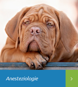 Anesteziologie