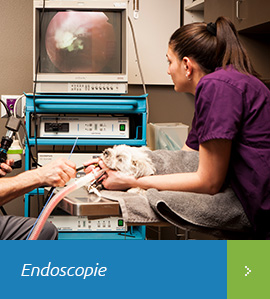 Endoscopie