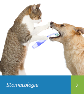 Stomatologie