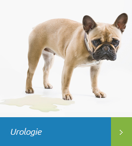 Urologie